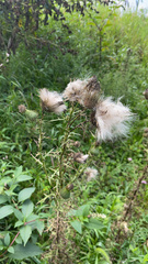 Cirsium
