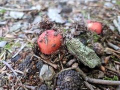 Calostoma cinnabarinum