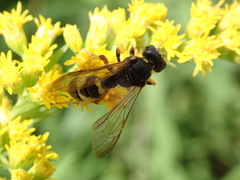 Cerceris rybyensis