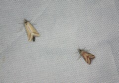 Microtheoris vibicalis