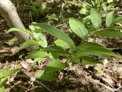 Streptopus lanceolatus