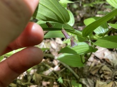 Streptopus lanceolatus