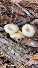 Gerronema strombodes