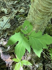 Nabalus trifoliolatus
