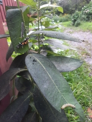 Hyphantria cunea