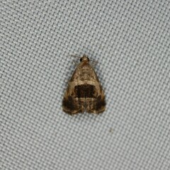 Tripudia rectangula