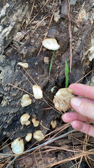 Crepidotus applanatus