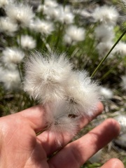 Eriophorum vaginatum