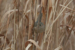 Cistothorus stellaris