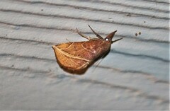 Phyprosopus callitrichoides