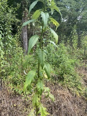 Cirsium altissimum