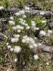 Eriophorum vaginatum
