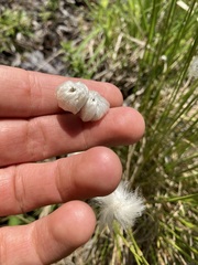 Eriophorum vaginatum