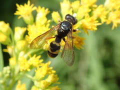 Cerceris rybyensis