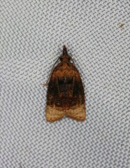 Platynota flavedana