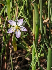 Spergularia media