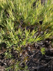 Leucadendron salignum