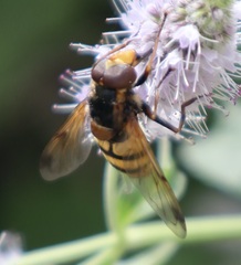 Volucella inanis