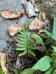 Polypodium appalachianum