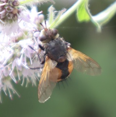 Volucella inanis