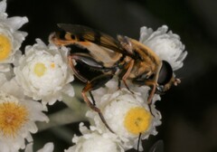 Helophilus fasciatus