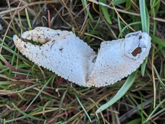 Pagurus bernhardus