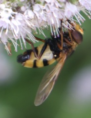 Volucella inanis