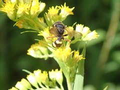 Cerceris rybyensis
