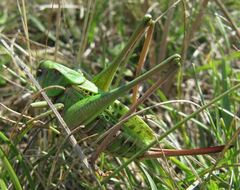 Decticus verrucivorus verrucivorus
