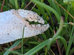 Pagurus bernhardus