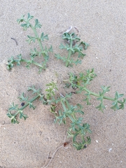 Echinophora spinosa