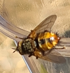 Tachina