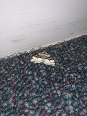 Xanthorhoe lacustrata