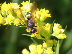 Cerceris rybyensis