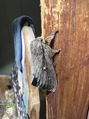 Gloveria arizonensis