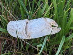 Pagurus bernhardus