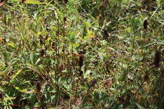 Prunella vulgaris lanceolata