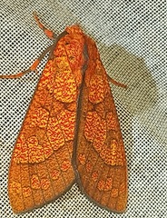 Elysius conspersus