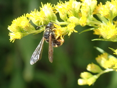 Cerceris rybyensis