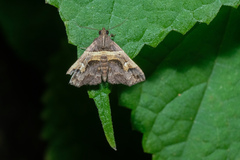 Bertula abjudicalis