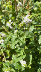 Mentha suaveolens
