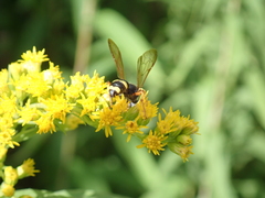 Cerceris rybyensis
