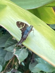 Urbanus proteus proteus