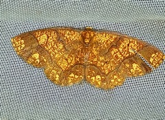 Melinodes detersaria