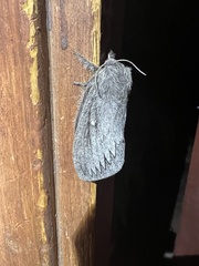 Gloveria arizonensis