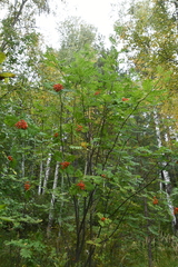 Sorbus sibirica
