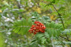 Sorbus sibirica