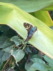 Urbanus proteus proteus