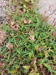 Persicaria minor