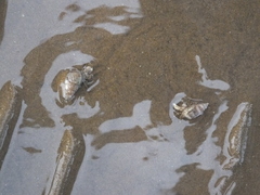 Nassarius variciferus